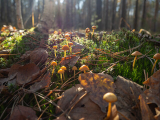 mushrooms in the moss