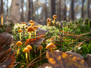 small mushrooms in the forest on moss