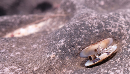 A collection of tiny shells and corals in an open seashell, set against a textured rock at the beach with large copy space. Long horozontal format.