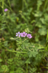 Geranium molle close up