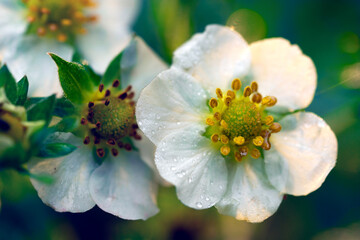 Obraz premium Macro of strawberry flowers photographed in early summer sunny morning with dew drops