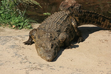 Crocodile resting