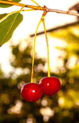 he red cherry in the garden