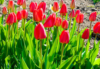 red tulips in the garden