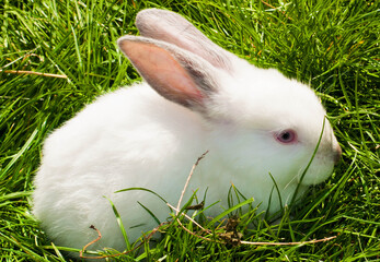 white rabbit on green grass