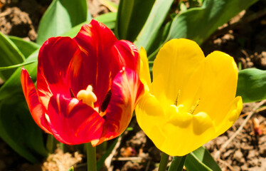 red and yellow tulips