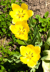 three  tulips in the garden