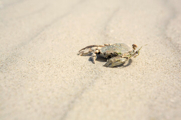 Crab shell or exoskeleton on tidal beach sand