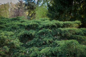 Juniperus virginiana