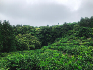 Fototapeta na wymiar Green mountain forest with palm trees on Jeju Island, South Korea