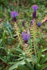 Muscari comosum