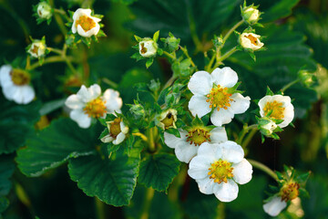 Fototapeta premium Strawberry bushes with flowers photographed in early sunny summer morning with dew drops