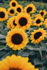Fototapeta na wymiar sunflowers in the field