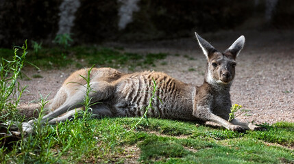Eastern grey kangaroo or giant kangaroo on the lawn. Latin name - Macropus giganteus © Mikhail Blajenov