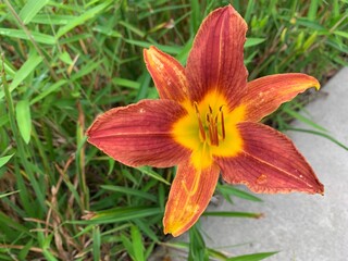 Orange lilies are 4-6 cm long, bright orange-yellow with reddish-brown spots. The stamens are upright, as long as the dark reds are dark red, orange, 35 mm (1.4 inches) tall, the petiole is green.