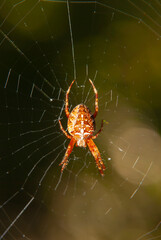 spider on the web