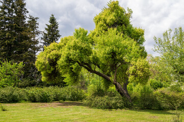 Beautiful green tree