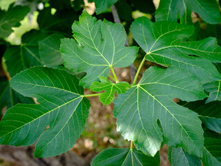 Foglie di fico
