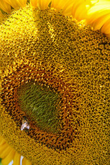 Single yellow sunflower.  South Africa is the world's 10th-largest sunflower producer, cultivating them in Limpopo, Free State, North West Province, Western Province and the Mpumalanga Highlands. 