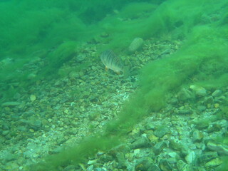 Fototapeta premium Unterwasserwelt