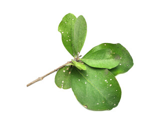Green leaves are eaten by pests or bite worms isolated on white background.