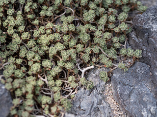 Aichryson tortuosum or crassulaceae macrobia bethencourtianum.