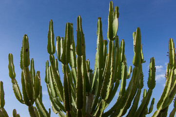 Group of green large cactus at a blue sky