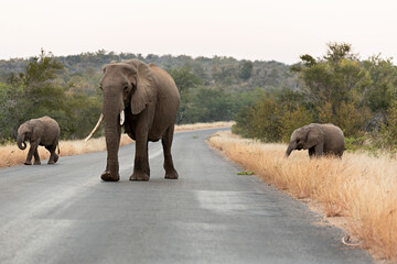 Elefante y sus dos crías en el parque nacional Kruger, Sudáfrica.