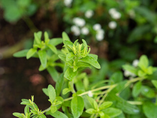 Stevia rebaudiana in family (Asteraceae). Known as candyleaf, sweetleaf or sugarleaf. Used a sweetener.