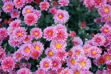 Chrysanthemum flowers in the garden