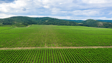 Aerial view of a vineyard.