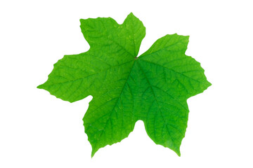 Green leaves isolated on a white background