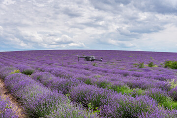 Fototapeta na wymiar Drone flies over a lavender field at summer.