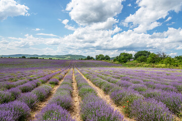 Fototapeta na wymiar Lavender fields. Beautiful image of lavender field.
