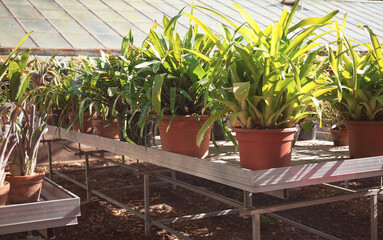 Potted tropical plants near to the hothouse