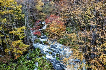 紅葉　小川　北海道