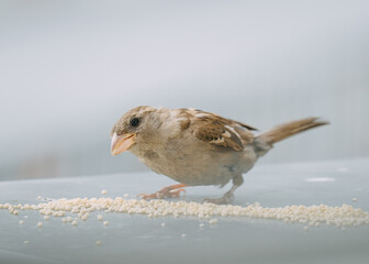 Closeup of a sparrow eating millet grains on a neutral background.