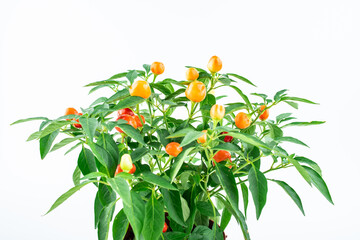 The pepper tree is full of colorful peppers