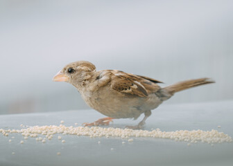 Closeup of a sparrow eating millet grains on a neutral background.