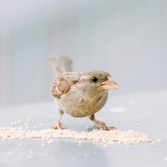 Closeup of a sparrow eating millet grains on a neutral background.