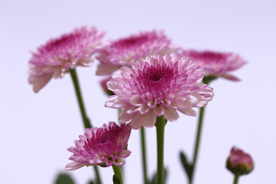 purple chrysanthemum flowers