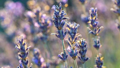 Lavender flowers. Macro. Sunset.