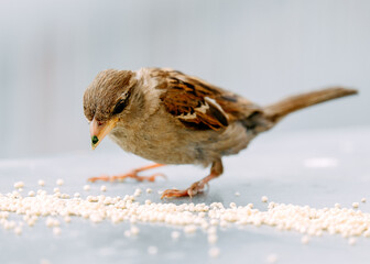 Closeup of a sparrow eating millet grains on a neutral background.