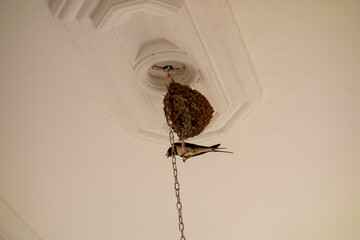 a swallow watching its nest