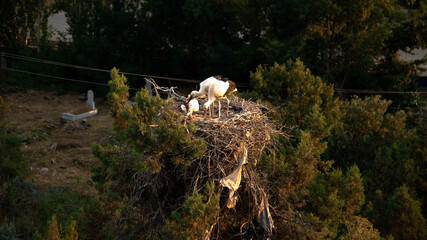 White stork in the nest