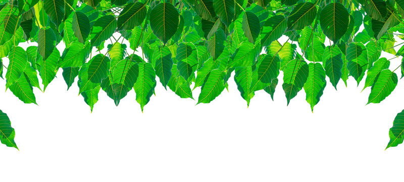 Bo leaf (Pho leaf, Bothi leaf)