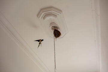 Arrival of the swallow at its nest