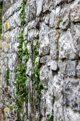 Du lierre entre les pierres