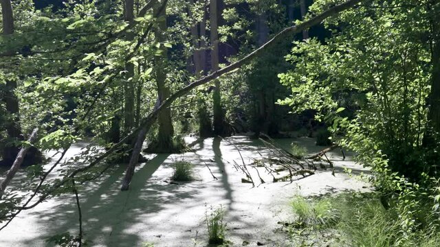 Chalk Cliffs on Ruegen R&uuml;gen in Germany, Mecklemburg Vorpommern on a beautiful sunny day. Vacation in Europe.