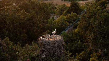 White stork in the nest